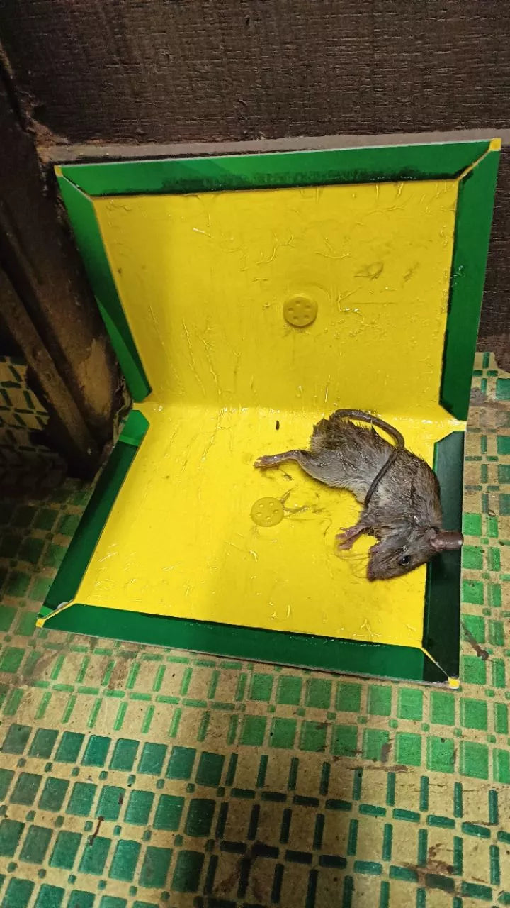🐭 প্রোফেশনাল মাউস অ্যান্ড র‍্যাট গ্লু ট্র্যাপ | শক্তিশালী ইঁদুর ধরার আঠালো বোর্ড