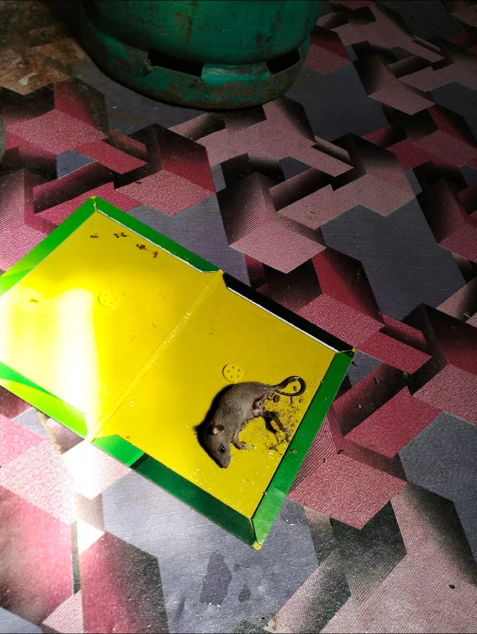🐭 প্রোফেশনাল মাউস অ্যান্ড র‍্যাট গ্লু ট্র্যাপ | শক্তিশালী ইঁদুর ধরার আঠালো বোর্ড